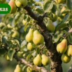 pear tree in texas