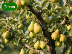 pear tree in texas