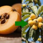 loquat tree and its seeds: how to plant loquat seeds