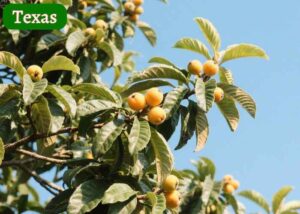 The image showcasing loquat tree and a text "when to plant loquat seeds"