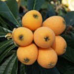 big, loquat, loquat leaves, rosaceae, flowering plant, chinese plum, loquat, loquat, loquat, loquat, loquat