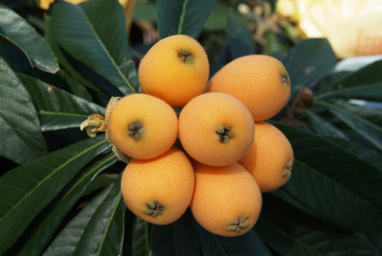 big, loquat, loquat leaves, rosaceae, flowering plant, chinese plum, loquat, loquat, loquat, loquat, loquat