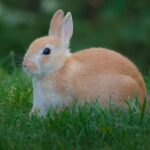 Adorable close-up photo of a domestic rabbit sitting on grass in Normandy, France.