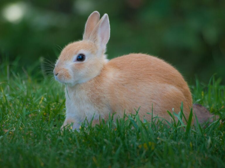 Adorable close-up photo of a domestic rabbit sitting on grass in Normandy, France.