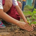 planting, environment, nature, botany, tree, leaf, natural, gardening, plant, green, eco, seedling, organic, care, life, brown tree, brown life, brown garden, brown plant, brown leaf, brown gardening, brown care, brown leaves, brown plants, brown natural, eco, eco, eco, eco, eco, seedling, seedling, seedling