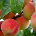 peach, nature, fruit, peach tree, bio, tree, meal, peaches, food, ripe, nourishment, orchard