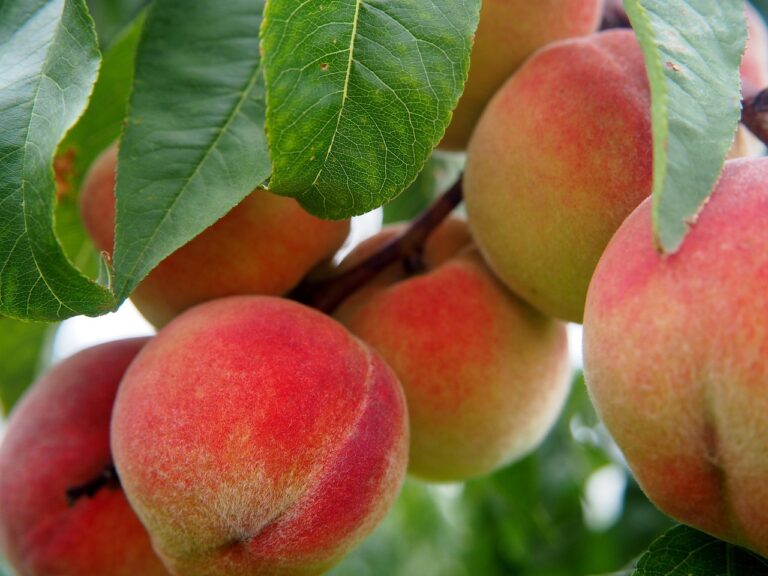 peach, nature, fruit, peach tree, bio, tree, meal, peaches, food, ripe, nourishment, orchard