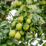 Close-up of a lush green pear tree with ripe pears hanging on branches.