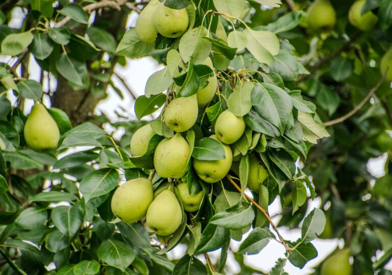 Close-up of a lush green pear tree with ripe pears hanging on branches.
