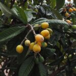 medlar fruits, medlar tree, widl fruits, fruit, to meddle, ornamental plant, ornamental tree, japanese wollmispel, eriobotrya japonica, wool medlar, pome fruit family, pyrinae, roses, rosaceae, japanese medlar, mispero, nespolo, níspero, loquat, biwa, pipa, loquat, loquat, loquat, loquat, loquat