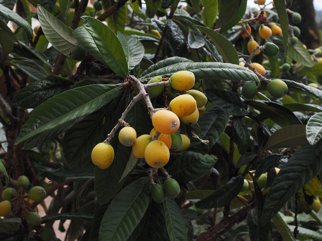 medlar fruits, medlar tree, widl fruits, fruit, to meddle, ornamental plant, ornamental tree, japanese wollmispel, eriobotrya japonica, wool medlar, pome fruit family, pyrinae, roses, rosaceae, japanese medlar, mispero, nespolo, níspero, loquat, biwa, pipa, loquat, loquat, loquat, loquat, loquat