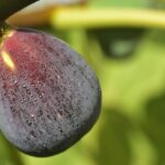 fig, blue, ripe, fig tree, close up, yummy, meal, fruit, food, fig fruit, cute, mediterranean, milkweed family, nature, fig, fig, fig, fig, fig, fig tree, fig tree