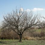 A solitary tree without leaves stands in a winter rural landscape under a clear blue sky.
