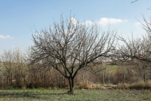 A solitary tree without leaves stands in a winter rural landscape under a clear blue sky.