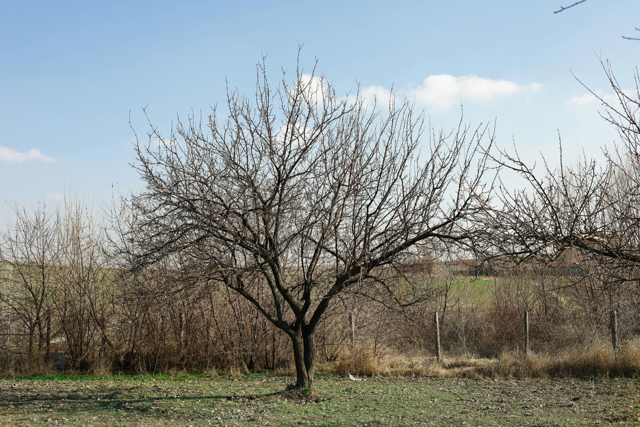 A solitary tree without leaves stands in a winter rural landscape under a clear blue sky.