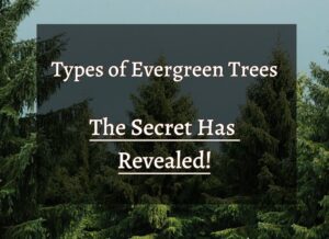 What type o tree is an evergrreen