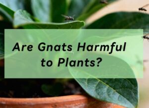 Image showcasing gnats around plants and text "are gnats harmfull to plants"