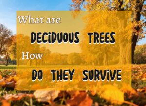 Deciduous Trees