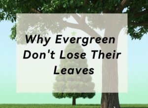 An image showcasing the text Do Evergreen Trees Lose Their Leaves? Truth Explained!