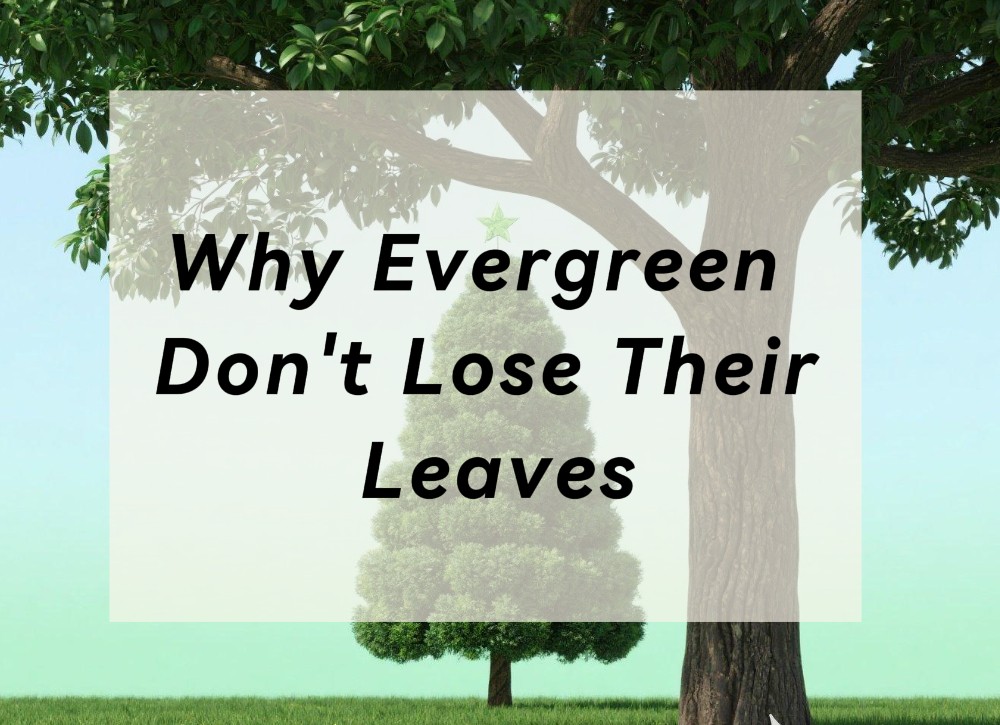 An image showcasing the text Do Evergreen Trees Lose Their Leaves? Truth Explained!