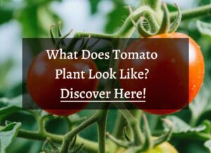 What Does Tomato Plant Look Like
