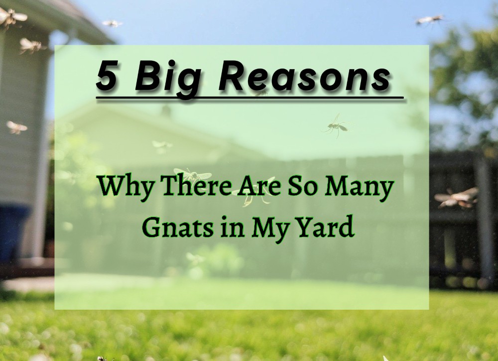 An image showcasing Why There Are So Many Gnats in My Yard
