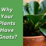 An image showcasing gnats on plants