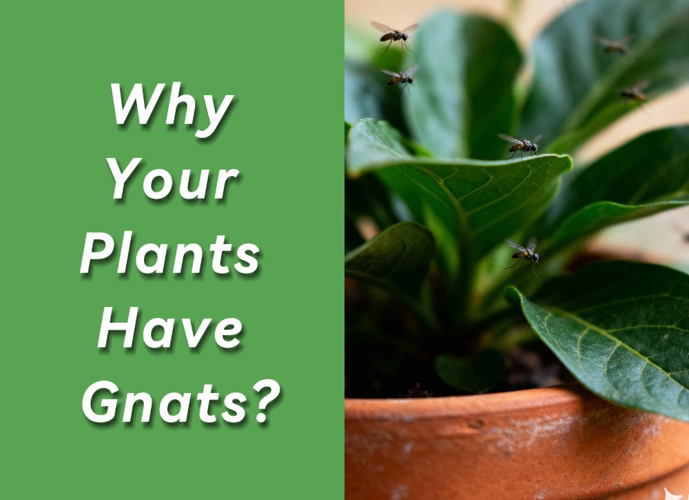 An image showcasing gnats on plants