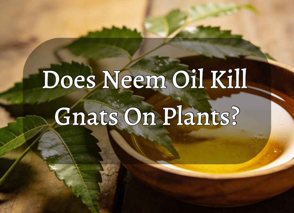 Does Neem Oil Kill Gnats On Plants?