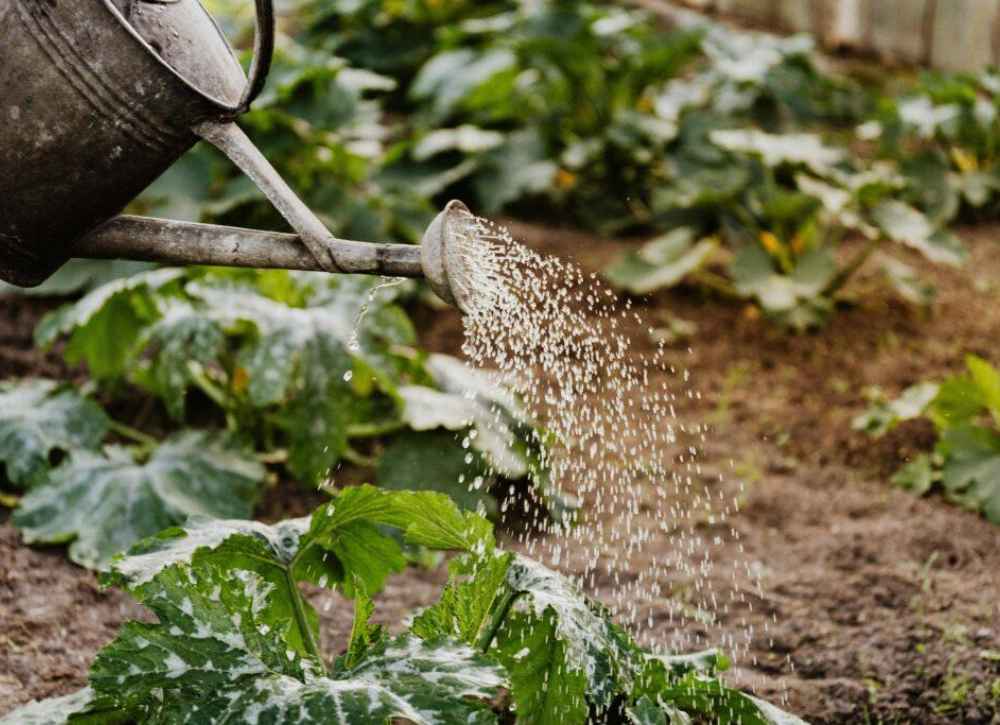 Watering  Plants Properly to pervent yellowing leaves