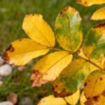 Why my plants turning yellow