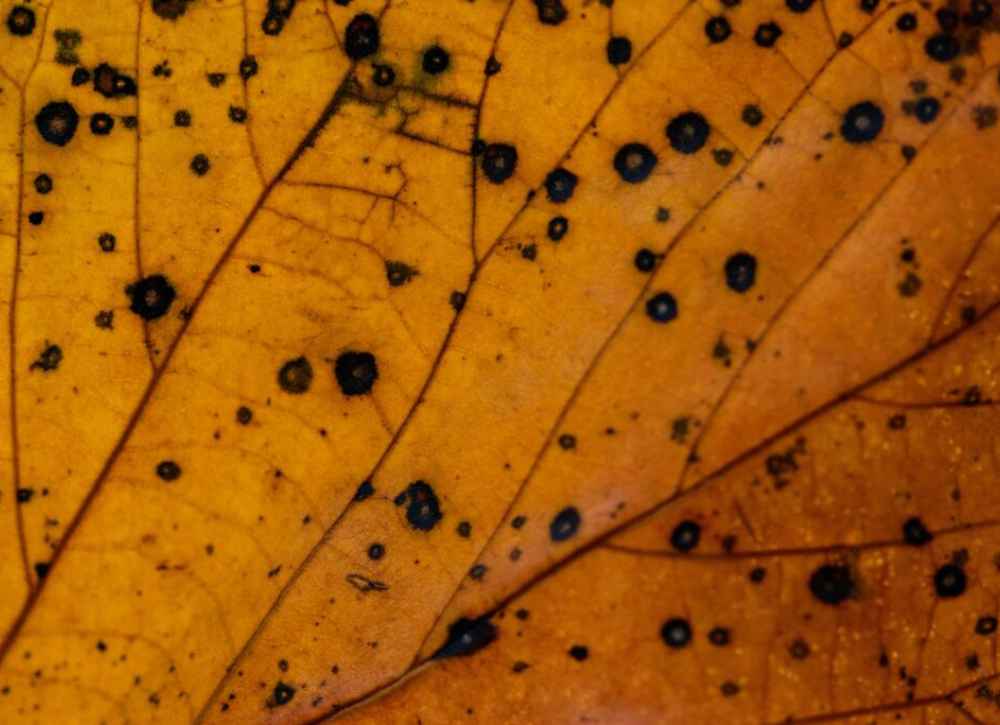 Disease affect on yellowing plant's leaf