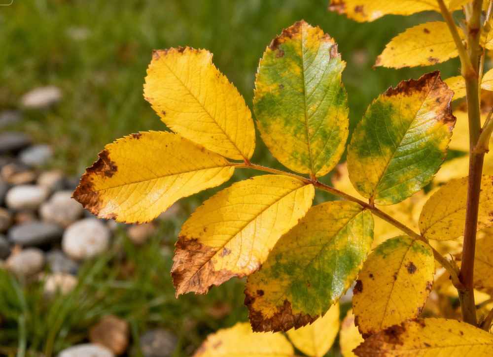 Why my plants turning yellow