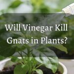 Image showcasing the text "Will Vinegar Kill Gnats in Plants?"