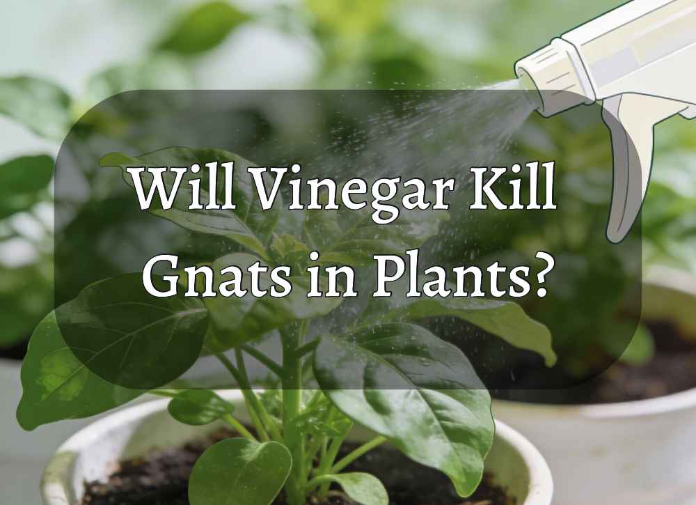 Image showcasing the text "Will Vinegar Kill Gnats in Plants?"