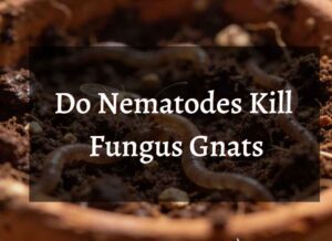 an image showcasing the pot with nematodes and the text "Do Nematodes Kill Fungus Gnats"
