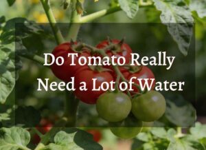 an image showing the text "Do Tomato Really Need a Lot of Water"