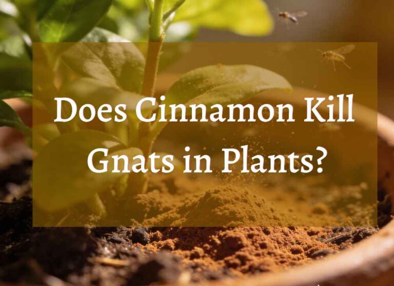 An image showcaing plant pot with cinnamon powder and a text "Does Cinnamon Kill Gnats in Plants?"