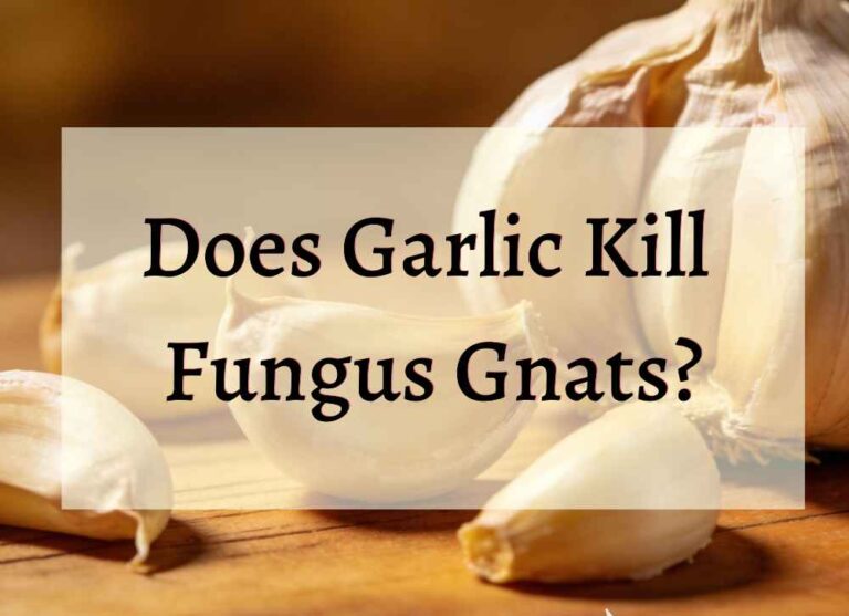 an image with garlic bulb and its cloves on the table and the text "Does Garlic Kill Fungus Gnats"