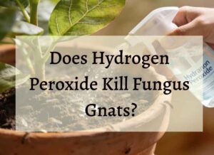 An image showcasing the text "10 Natural Ways to Get Rid Of Gnats in Plants & Soil"