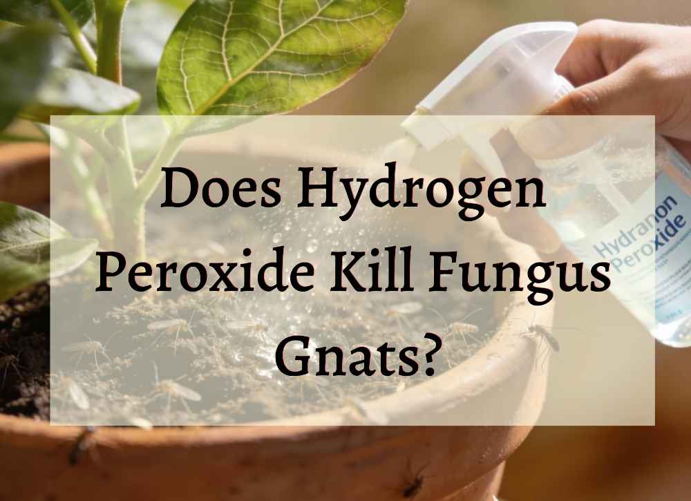 An image showcasing the text "10 Natural Ways to Get Rid Of Gnats in Plants & Soil"