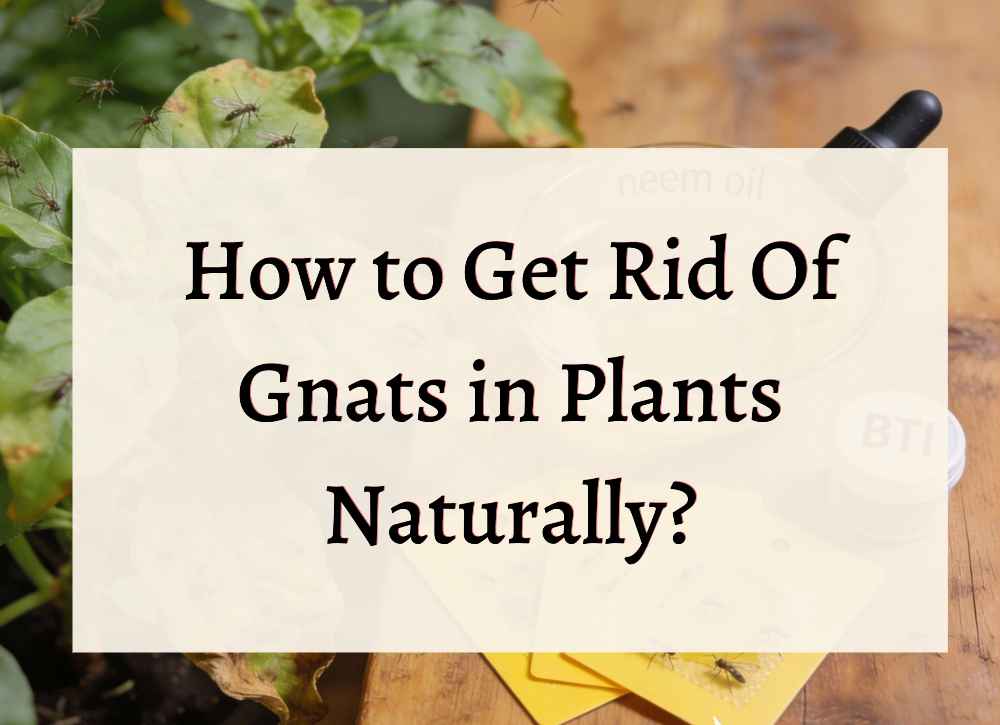 an image with text "How to Get Rid Of Gnats in Plants Naturally?"