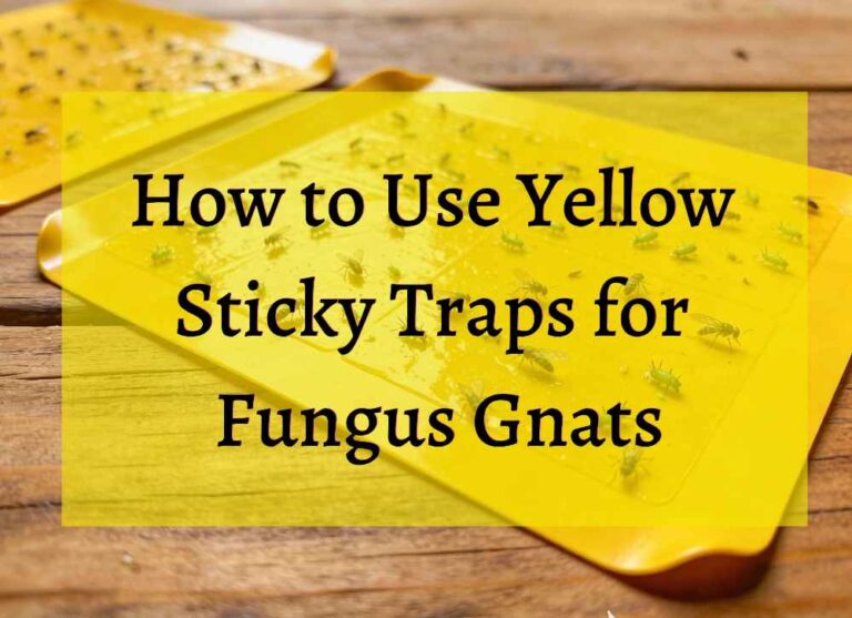 An image showcasing the yellow sticky traps and the text "How to Use Yellow Sticky Traps for Fungus Gnats"