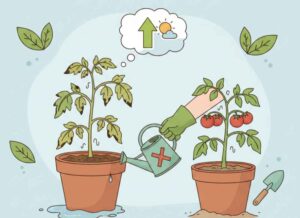 an illustrating image with the text of "How to save overwatered tomato plant (2)