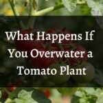 What Happens If You Overwater a Tomato Plant