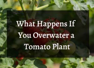 What Happens If You Overwater a Tomato Plant