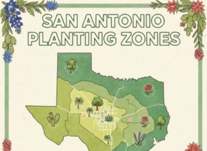 What Planting Zone is San Antonio