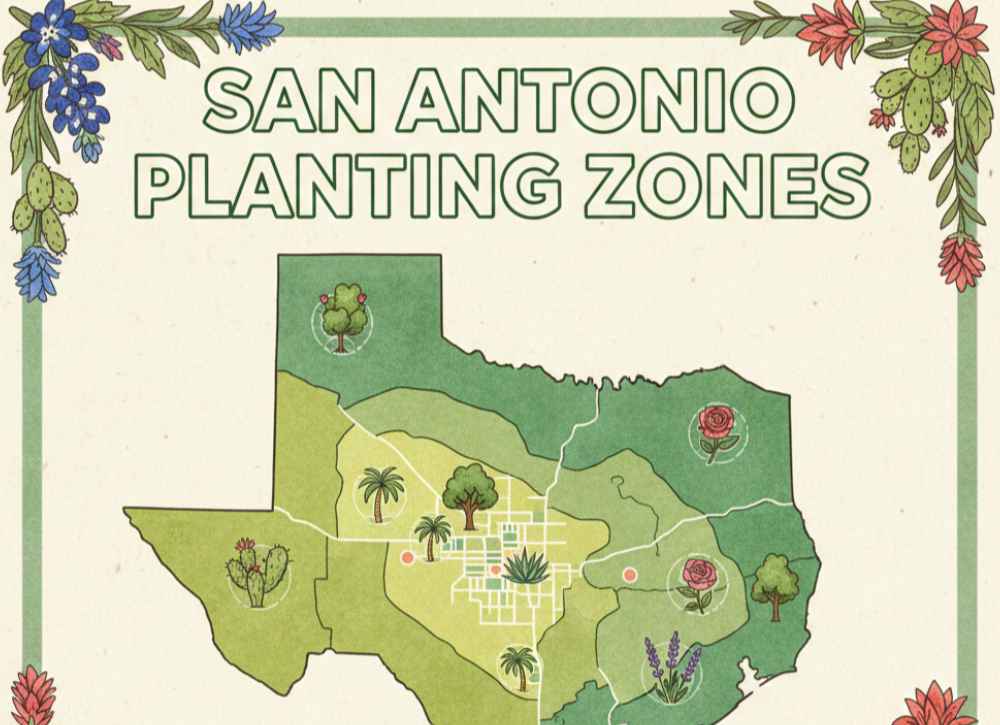 What Planting Zone is San Antonio