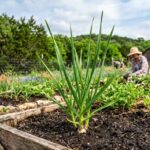 Spring garlic in texas