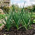 Can Garlic Be Planted In the Spring?